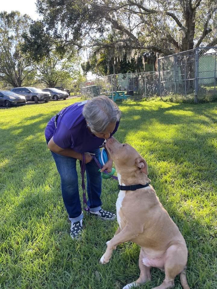 Watson *, an adoptable American Staffordshire Terrier in Sarasota, FL, 34241 | Photo Image 3