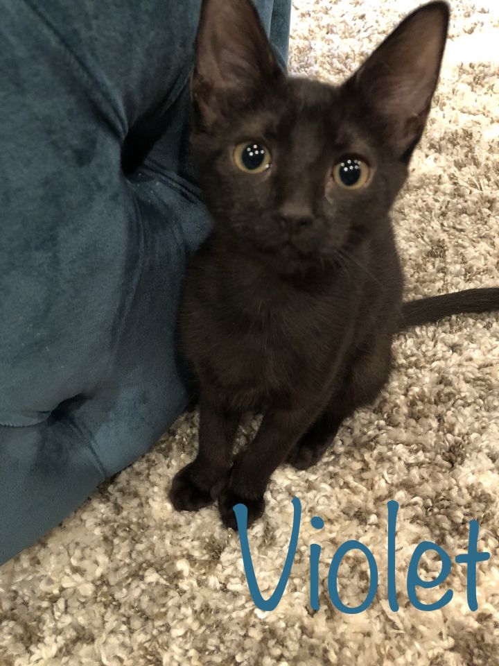Violet 1