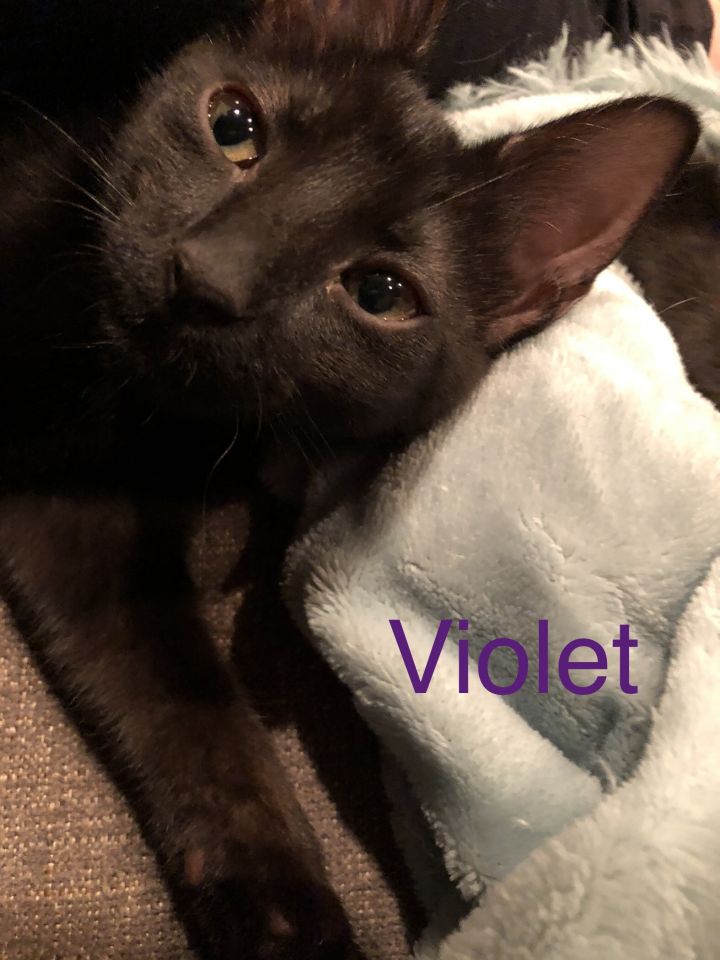 Violet 2