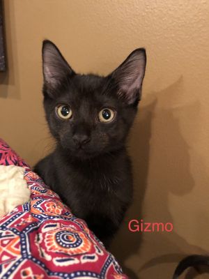 Gizmo