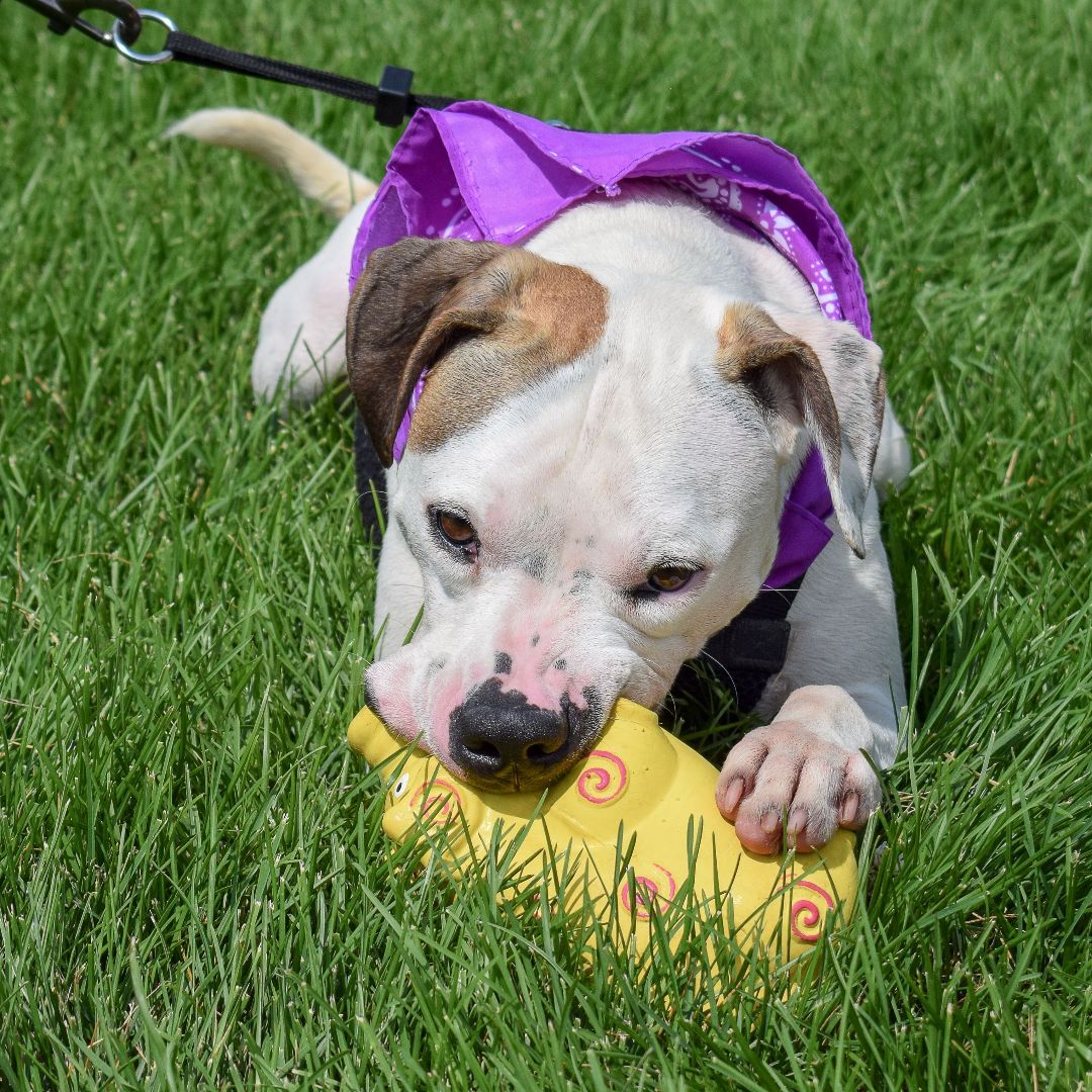 Buster, an adoptable American Staffordshire Terrier, Boxer in Huntley, IL, 60142 | Photo Image 3