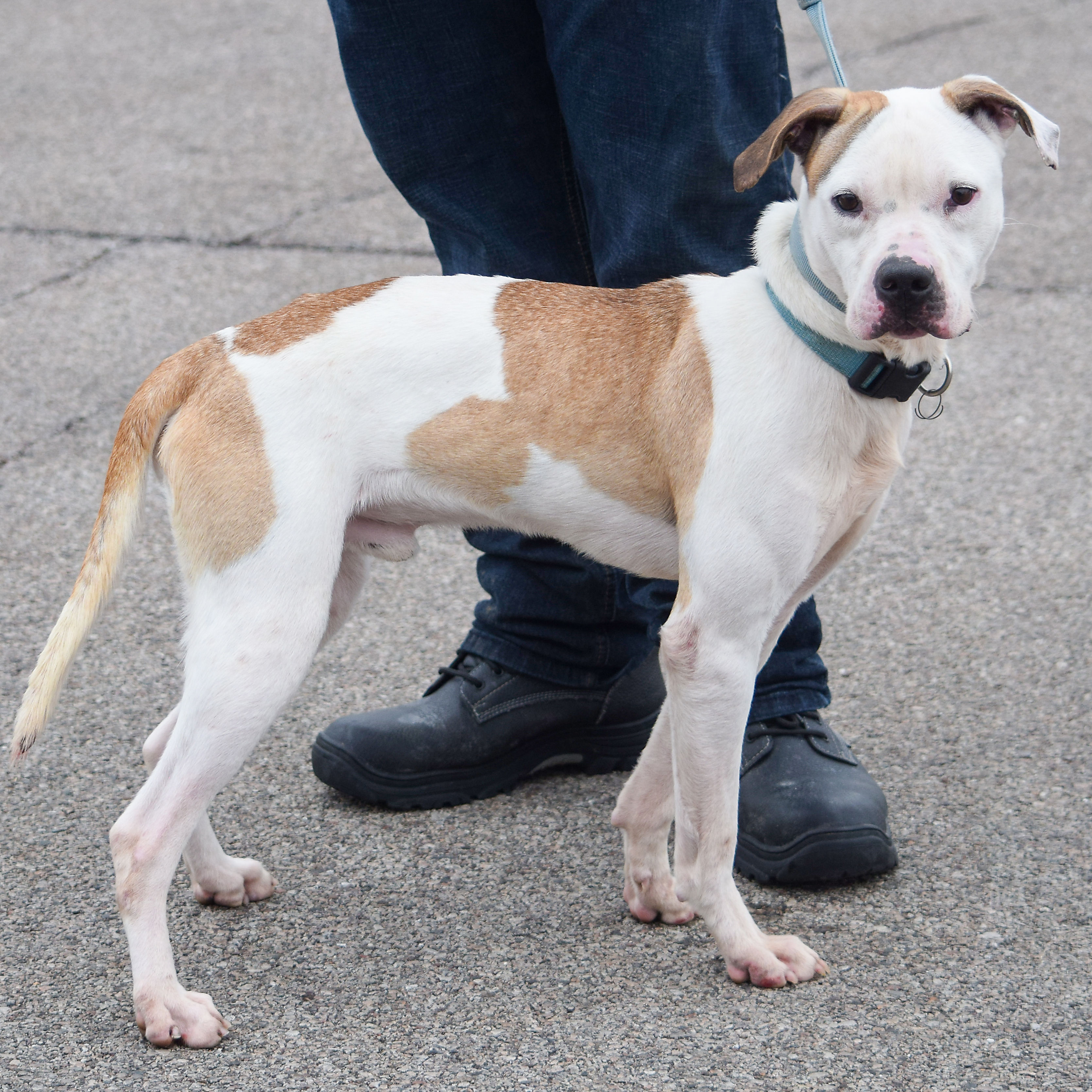 Buster, an adoptable American Staffordshire Terrier, Boxer in Huntley, IL, 60142 | Photo Image 6