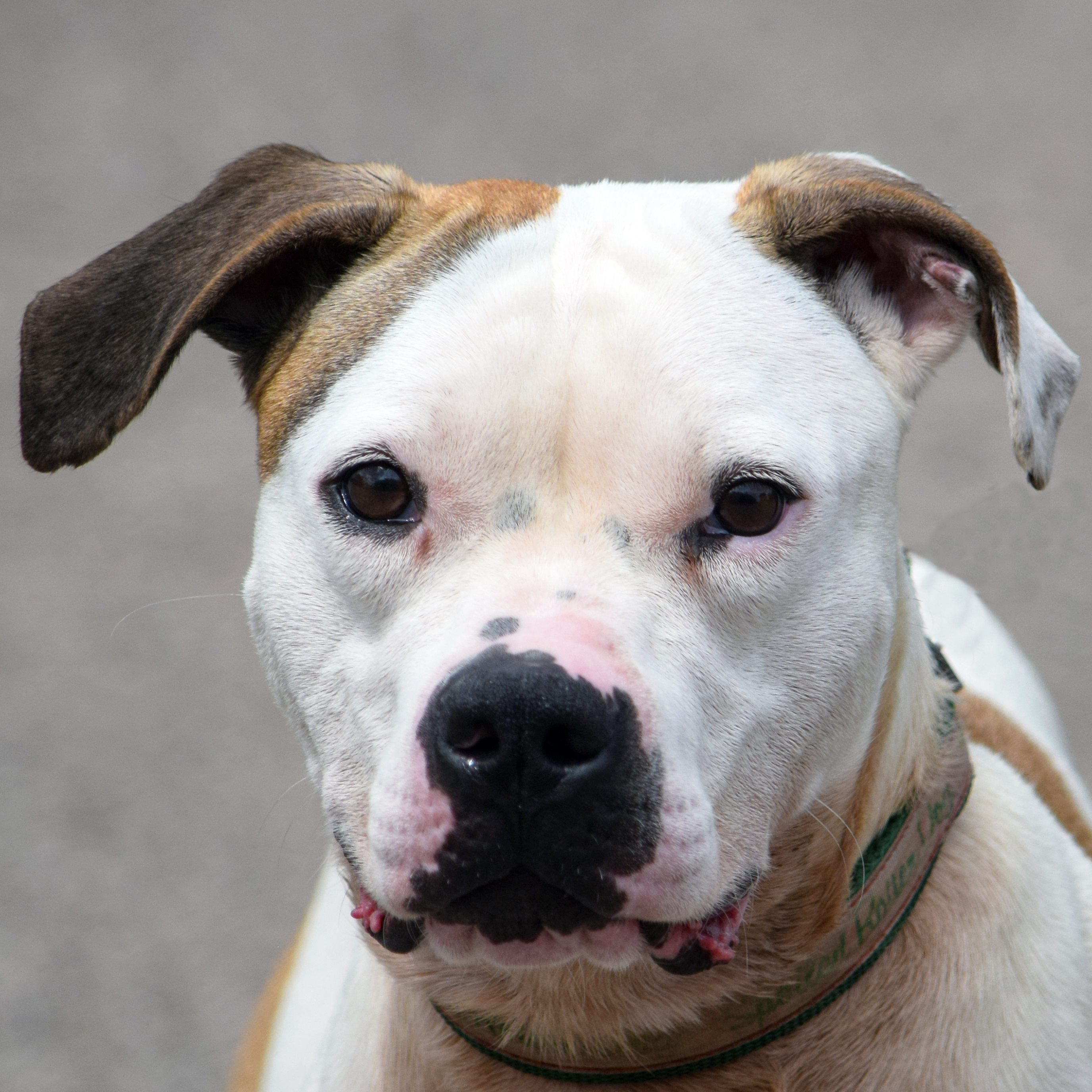 Buster, an adoptable American Staffordshire Terrier, Boxer in Huntley, IL, 60142 | Photo Image 1
