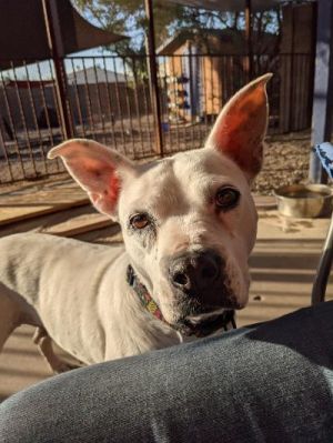 Dogs For Adoption Near Phoenix Az Petfinder