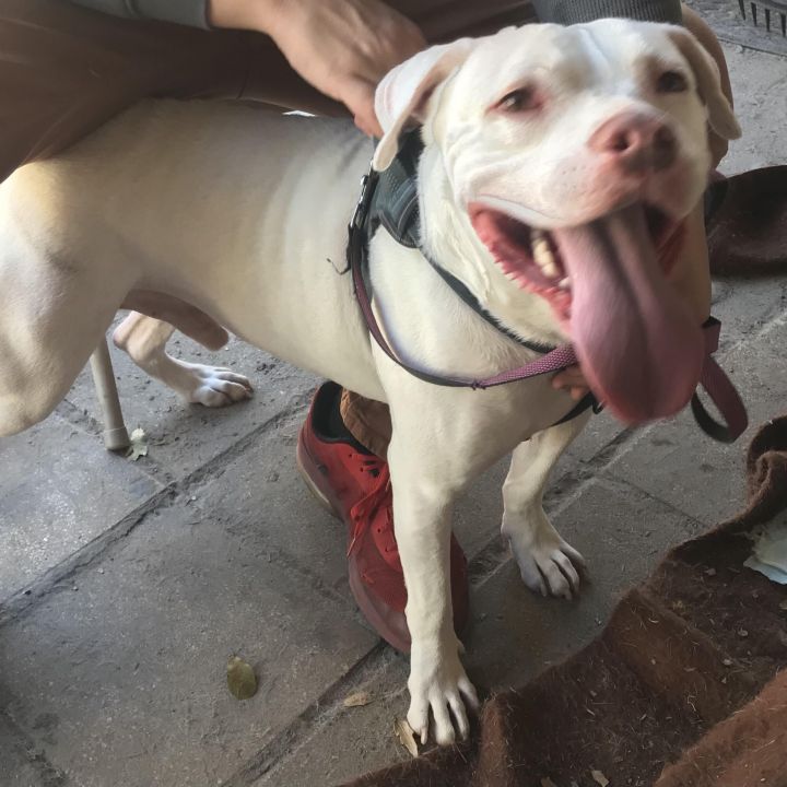 Pitbull puppies for sale in 2024 jacksonville fl