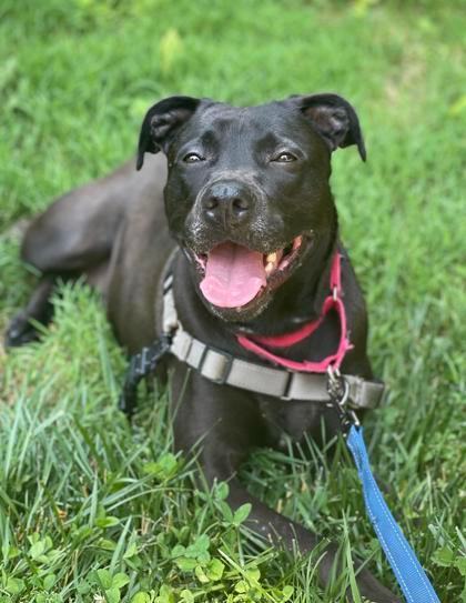 Nina, an adoptable Terrier, Pit Bull Terrier in Annapolis, MD, 21403 | Photo Image 1
