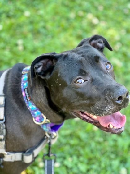 Nina, an adoptable Terrier, Pit Bull Terrier in Annapolis, MD, 21403 | Photo Image 2