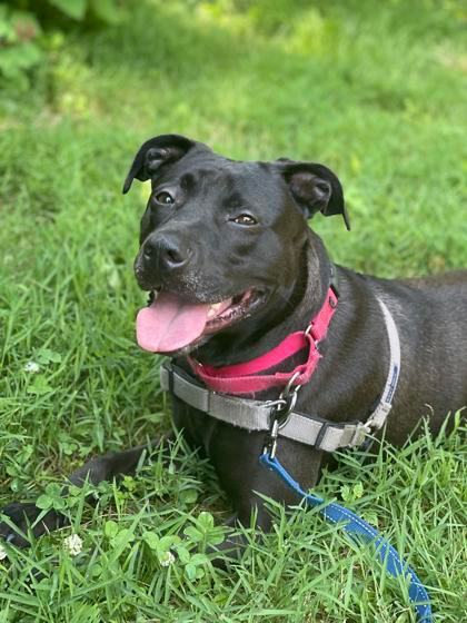 Nina, an adoptable Terrier, Pit Bull Terrier in Annapolis, MD, 21403 | Photo Image 3