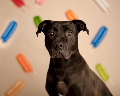 Nina, an adoptable Terrier, Pit Bull Terrier in Annapolis, MD, 21403 | Photo Image 4