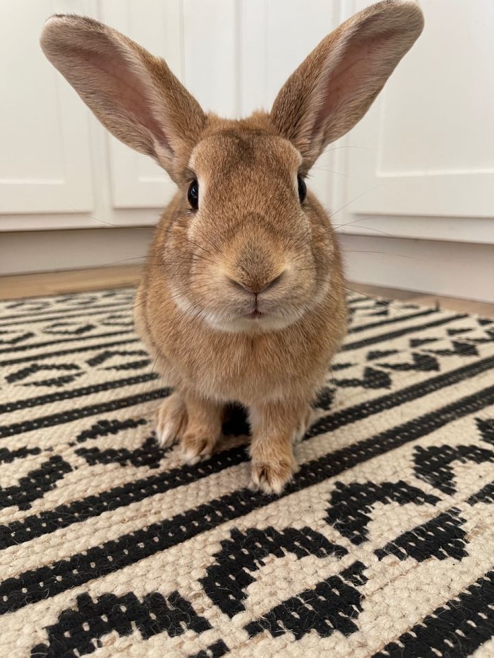 Rabbit for adoption Phillip  Palomino Mix Los Angeles 