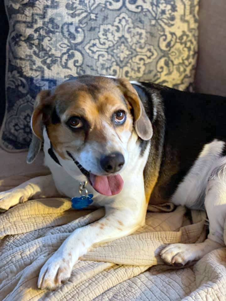 Pee Wee, an adopted Beagle Mix in Helena, AL_image-1