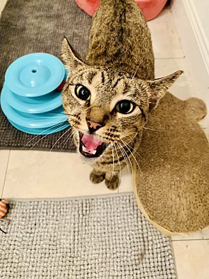 Frankie, an adoptable Tabby in Port Richey, FL, 34668 | Photo Image 3
