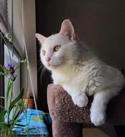 Daisy (Declawed), an adoptable Domestic Short Hair in Ballwin, MO, 63011 | Photo Image 1