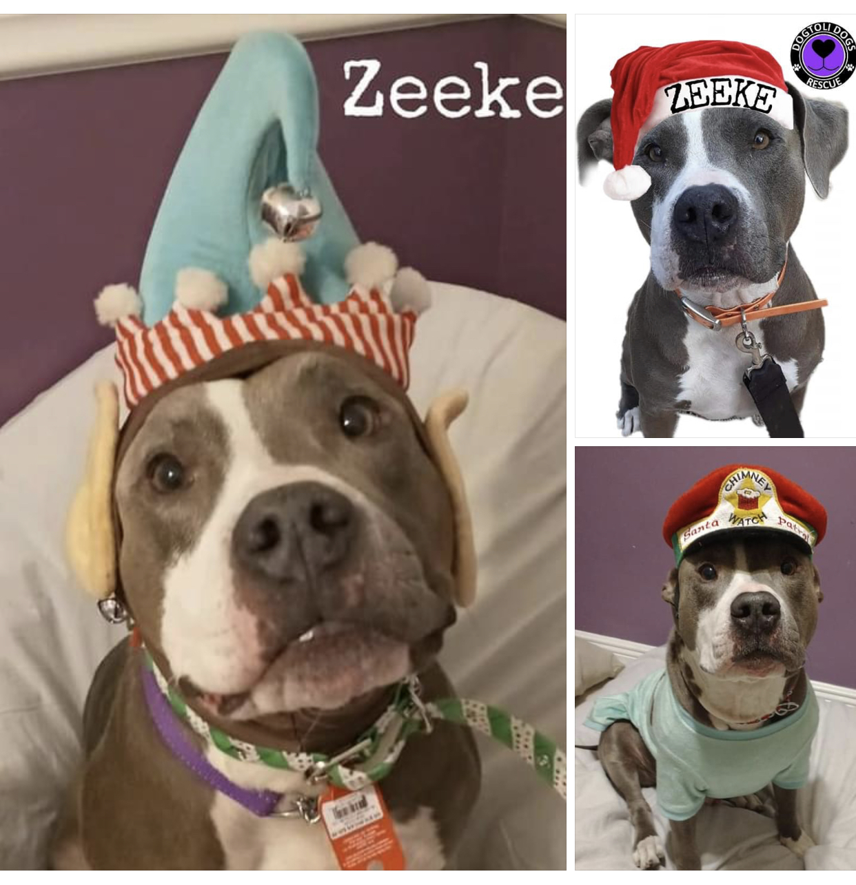 Zeeke, an adoptable Terrier, American Bully in Coral Springs, FL, 33071 | Photo Image 1