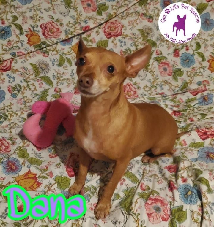Dana, an adopted Chihuahua & Dachshund Mix in Hollywood, FL_image-2