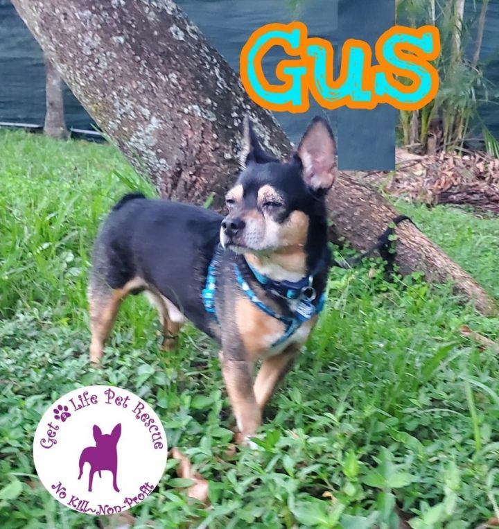 Gus, an adopted Chihuahua & Miniature Pinscher Mix in Hollywood, FL_image-3