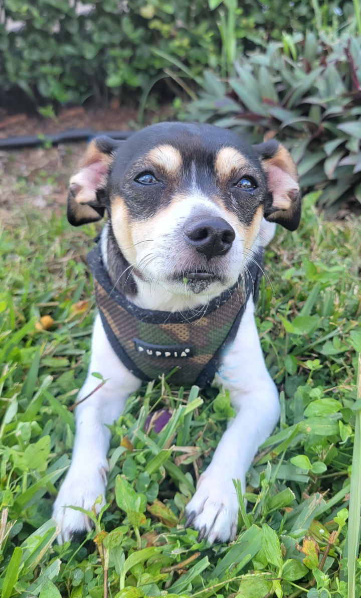 Krispy Kreme, an adopted Rat Terrier in Hollywood, FL_image-1