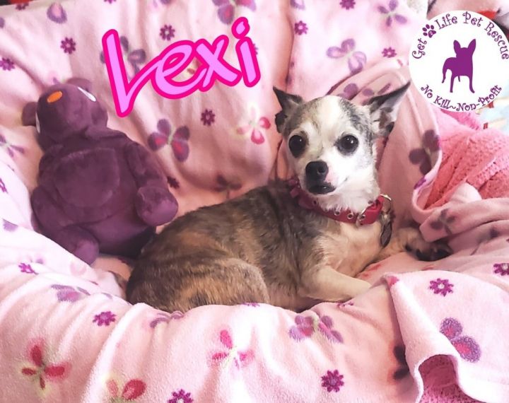 Lexi, an adopted Chihuahua in Hollywood, FL_image-1