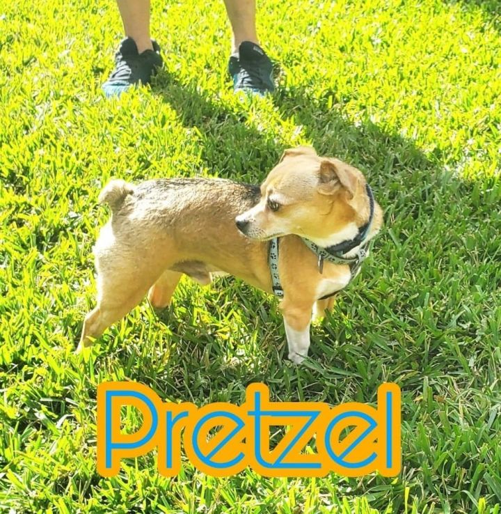 Pretzel, an adopted Chihuahua & Rat Terrier Mix in Hollywood, FL_image-2