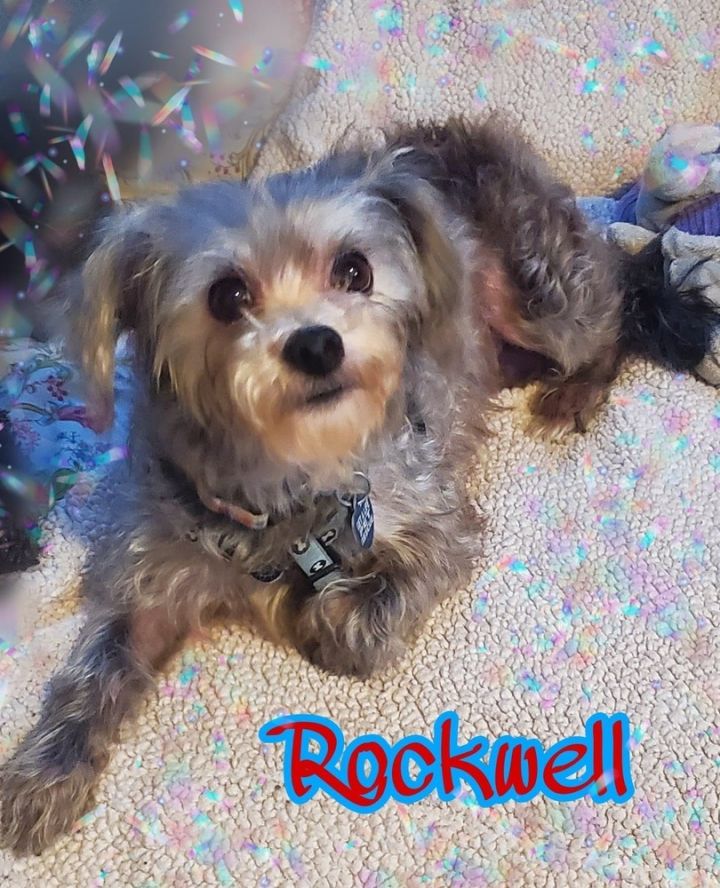 Rockwell, an adopted Poodle & Chihuahua Mix in Hollywood, FL_image-2