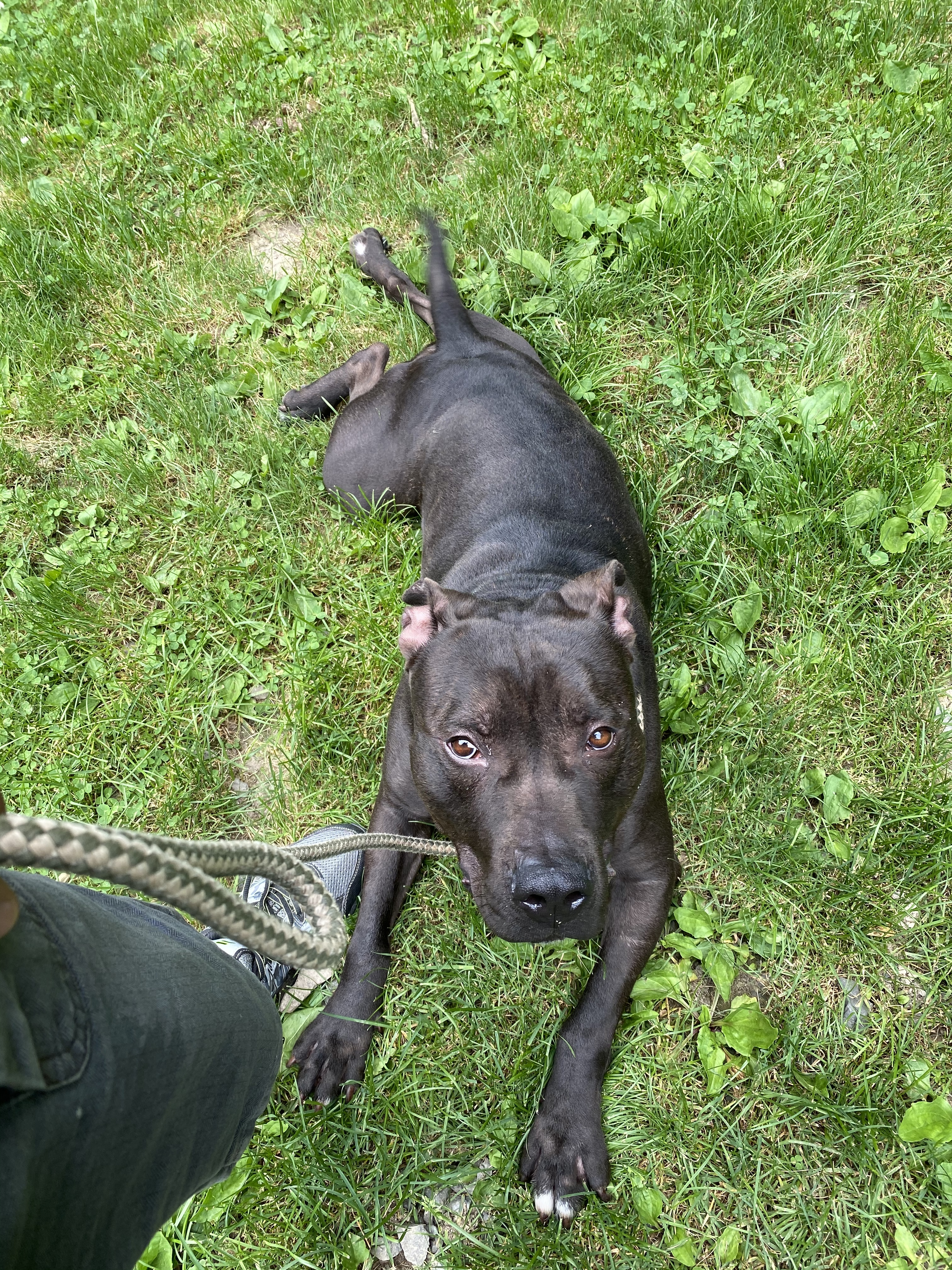 MARS, an adoptable Staffordshire Bull Terrier, Mixed Breed in Morris, NY, 13808 | Photo Image 2