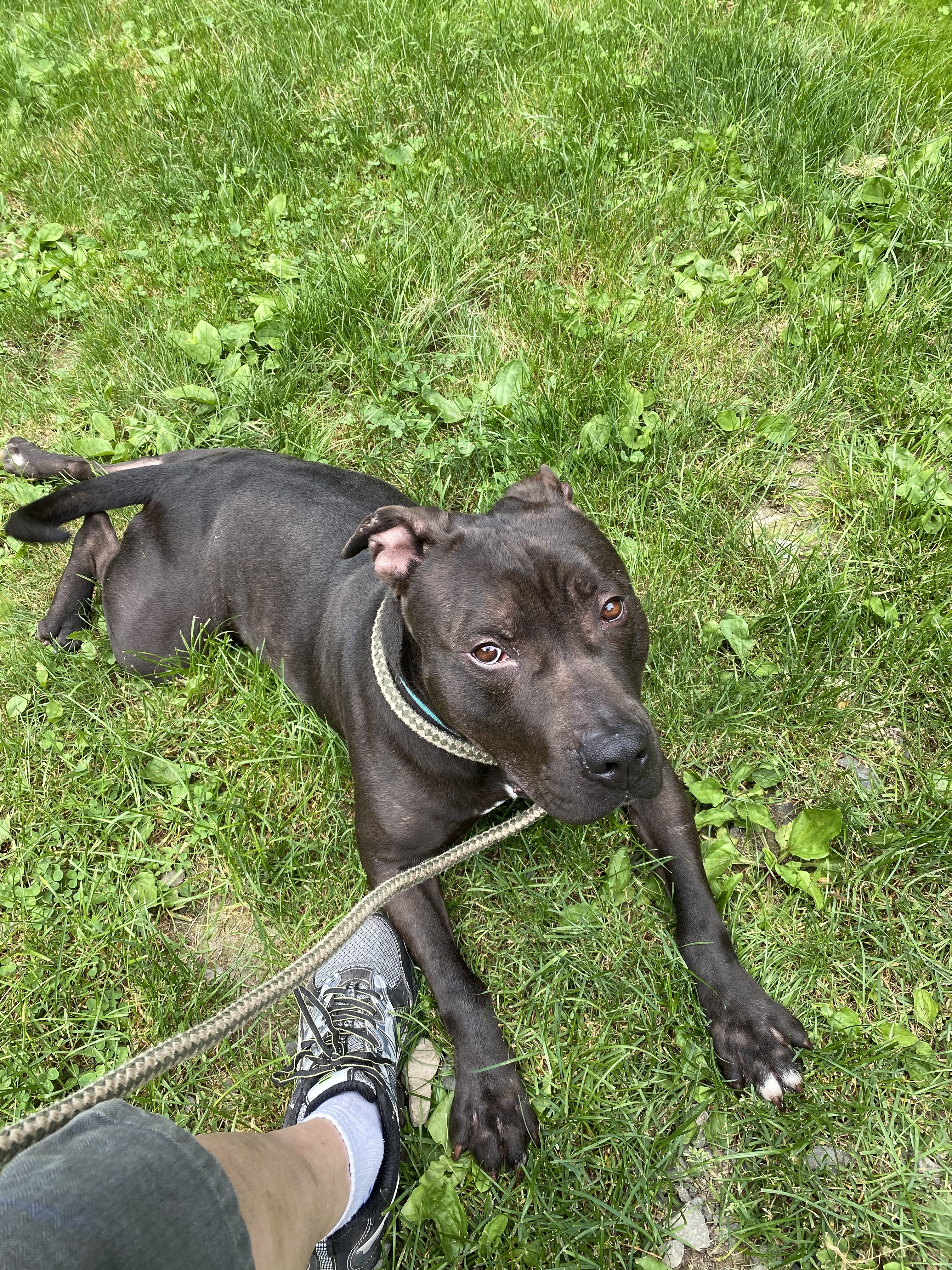 MARS, an adoptable Staffordshire Bull Terrier, Mixed Breed in Morris, NY, 13808 | Photo Image 1