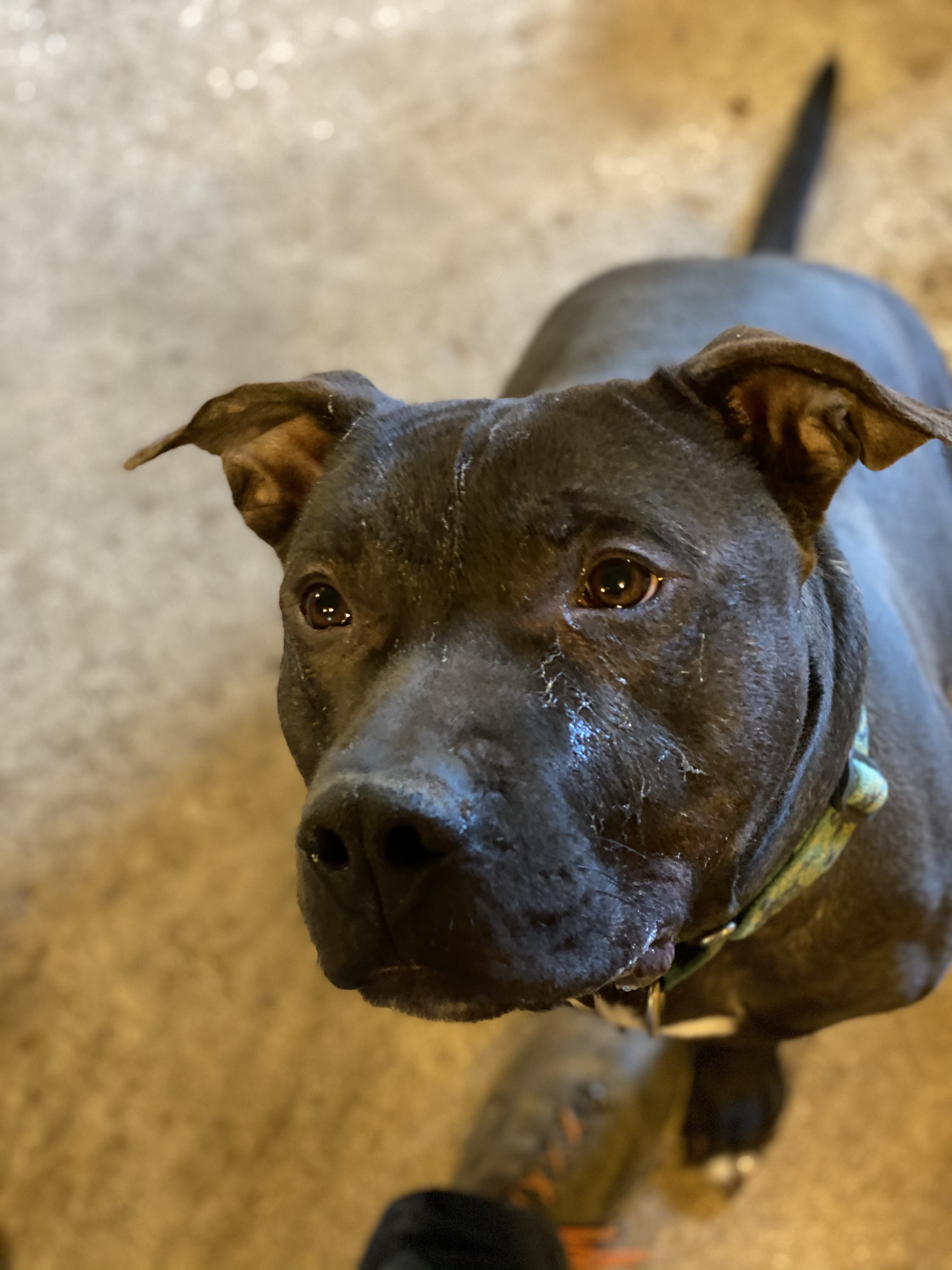 MARS, an adoptable Staffordshire Bull Terrier, Mixed Breed in Morris, NY, 13808 | Photo Image 4
