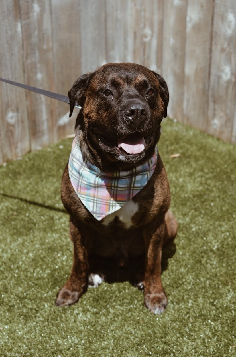 Groot, an adoptable Mastiff in Springfield, MO, 65804 | Photo Image 2