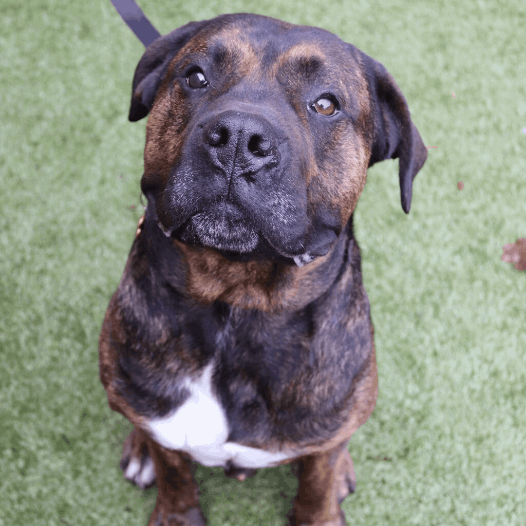 Groot, an adoptable Mastiff in Springfield, MO, 65804 | Photo Image 5