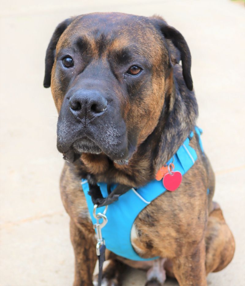 Groot, an adoptable Mastiff in Springfield, MO, 65804 | Photo Image 1