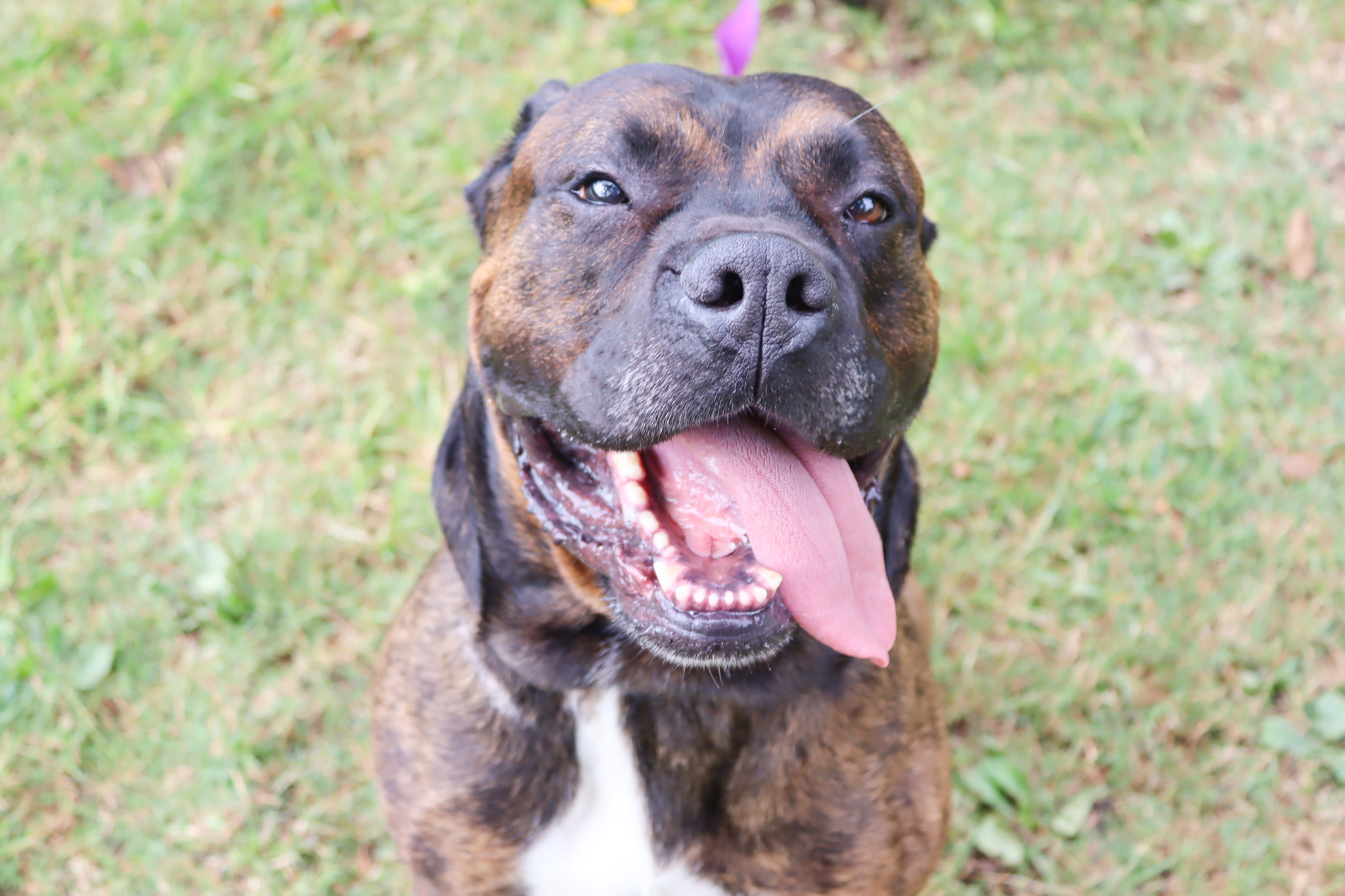 Groot, an adoptable Mastiff in Springfield, MO, 65804 | Photo Image 6