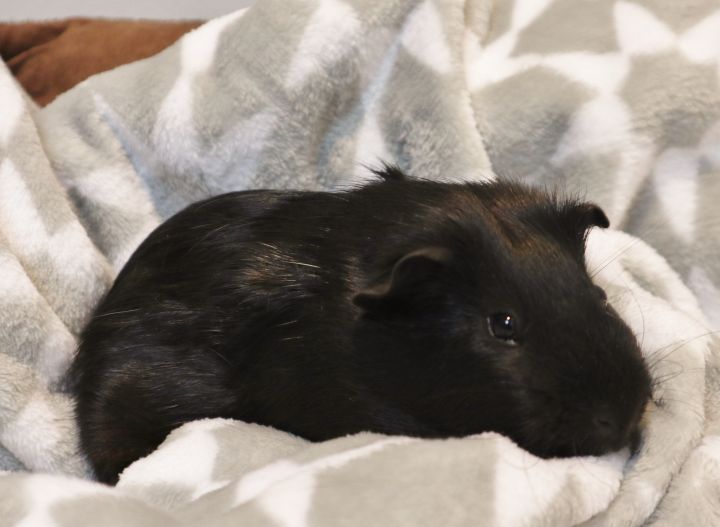 MISSING, an adopted Guinea Pig in Forked River, NJ_image-6