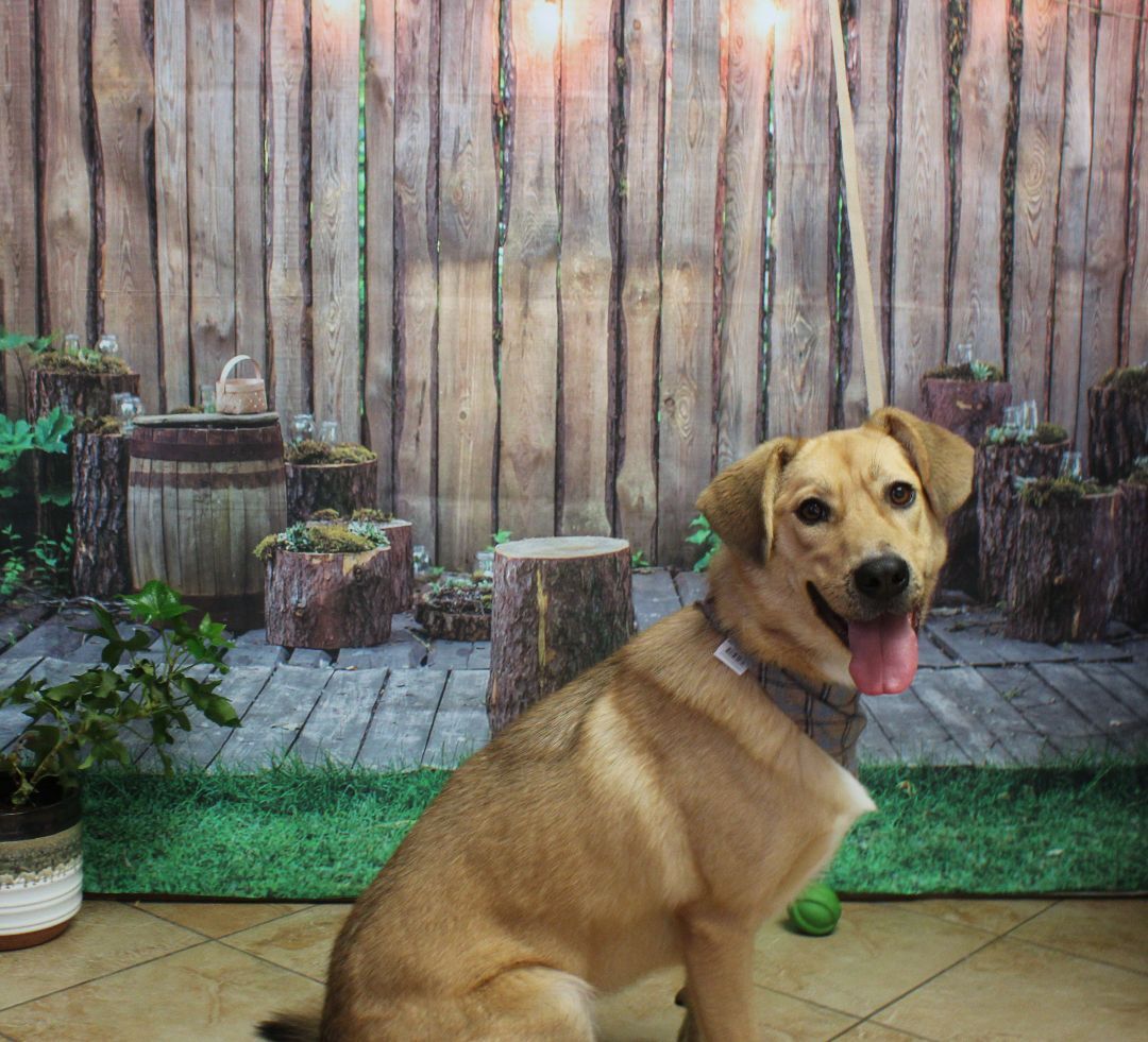 Hank, an adoptable Golden Retriever, Husky in Oklahoma City, OK, 73127 | Photo Image 3