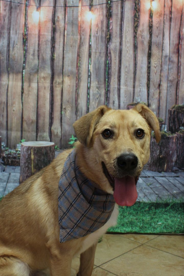 Hank, an adoptable Golden Retriever, Husky in Oklahoma City, OK, 73127 | Photo Image 1