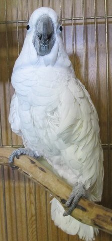Casper, an adoptable Cockatoo in Edgerton, WI_image-1