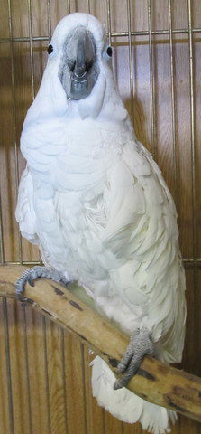 Casper, Young Male unknown