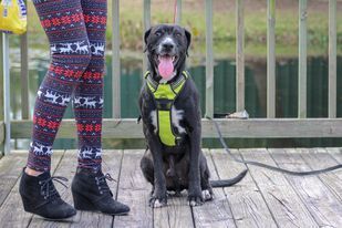 Gordy, an adoptable Labrador Retriever in Ocean Springs, MS, 39564 | Photo Image 2