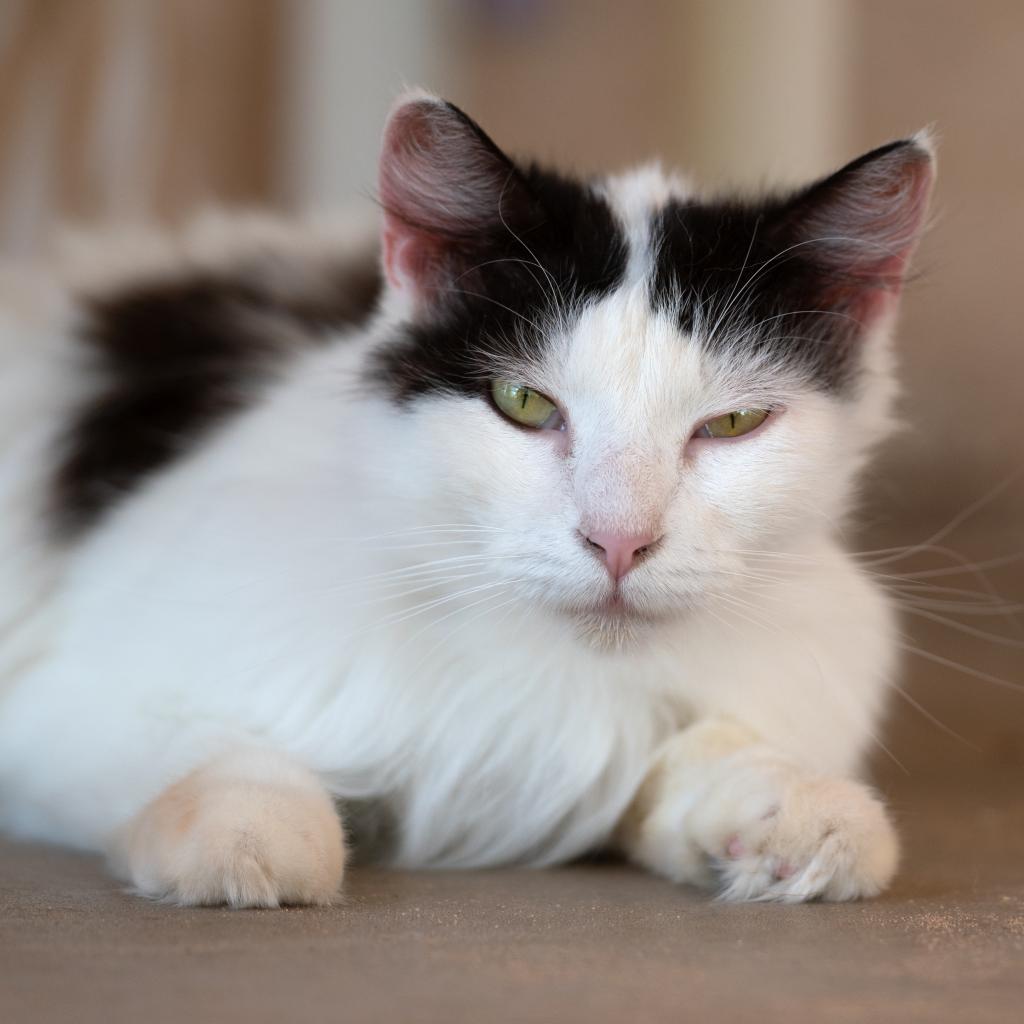 Kenobi, an adoptable Domestic Medium Hair in Kanab, UT, 84741 | Photo Image 1