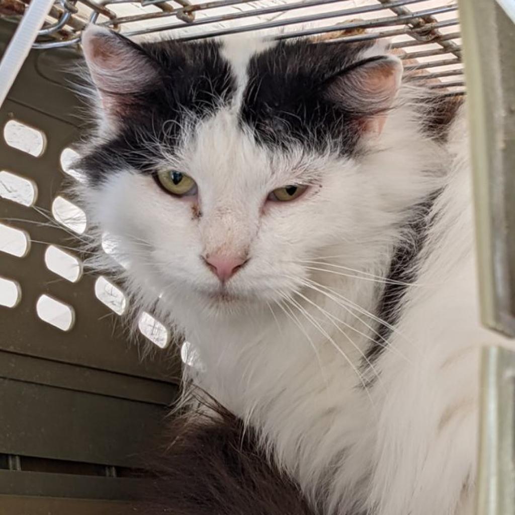 Kenobi, an adoptable Domestic Medium Hair in Kanab, UT, 84741 | Photo Image 3