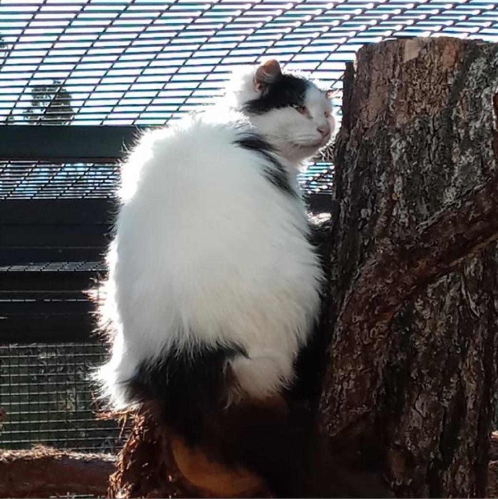 Kenobi, an adoptable Domestic Medium Hair in Kanab, UT, 84741 | Photo Image 4