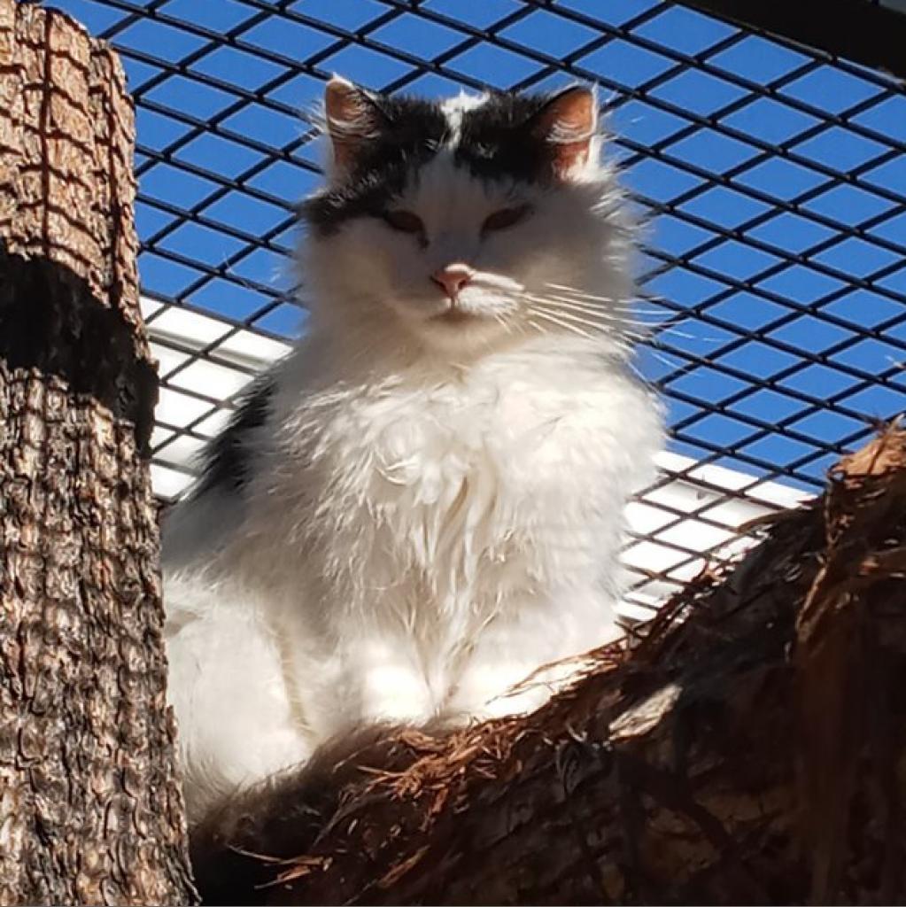 Kenobi, an adoptable Domestic Medium Hair in Kanab, UT, 84741 | Photo Image 5