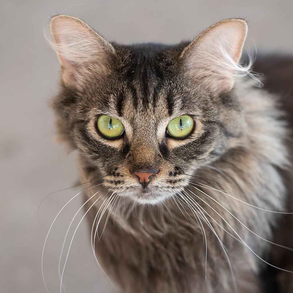 Galaxy, an adoptable Domestic Long Hair in Kanab, UT, 84741 | Photo Image 1