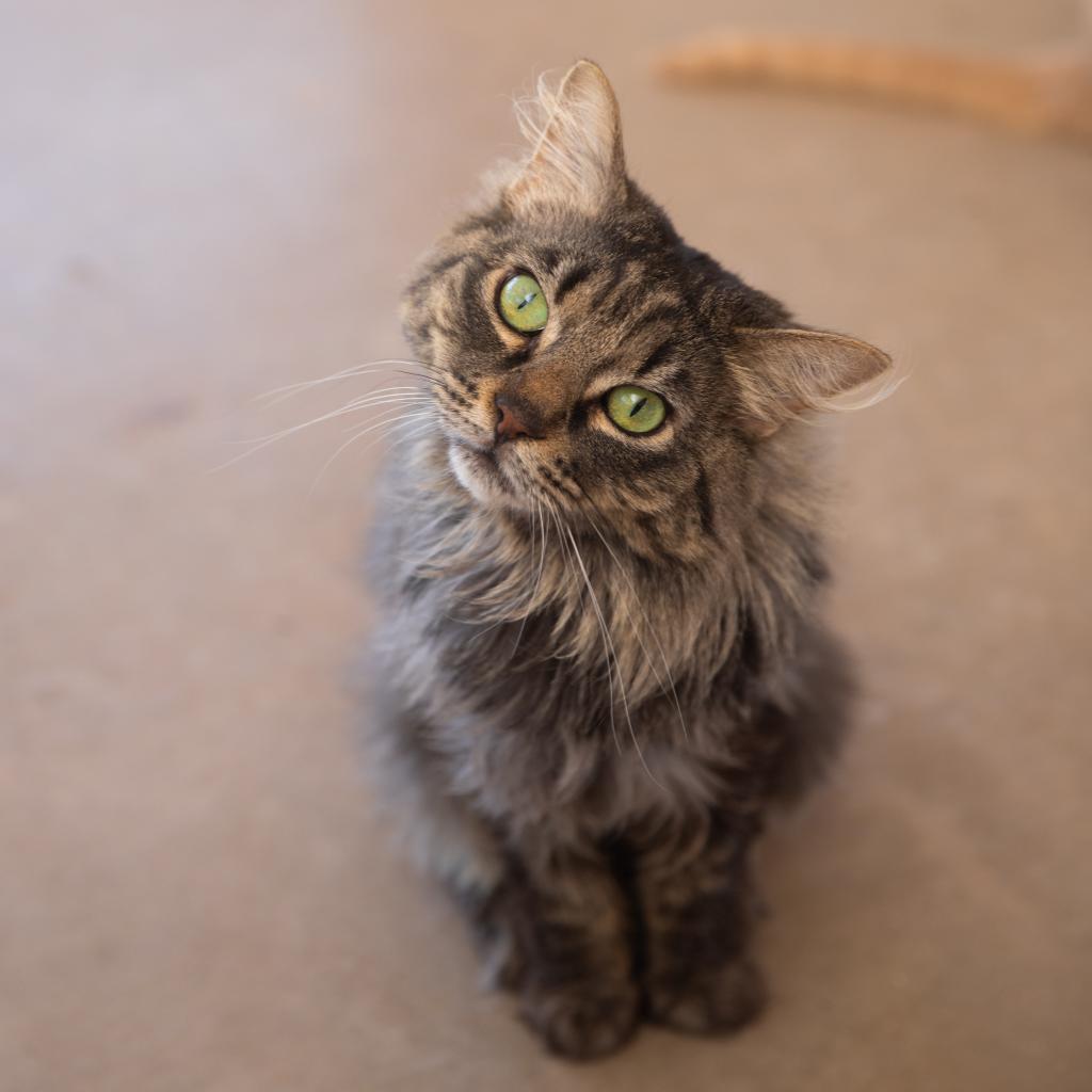 Galaxy, an adoptable Domestic Long Hair in Kanab, UT, 84741 | Photo Image 2