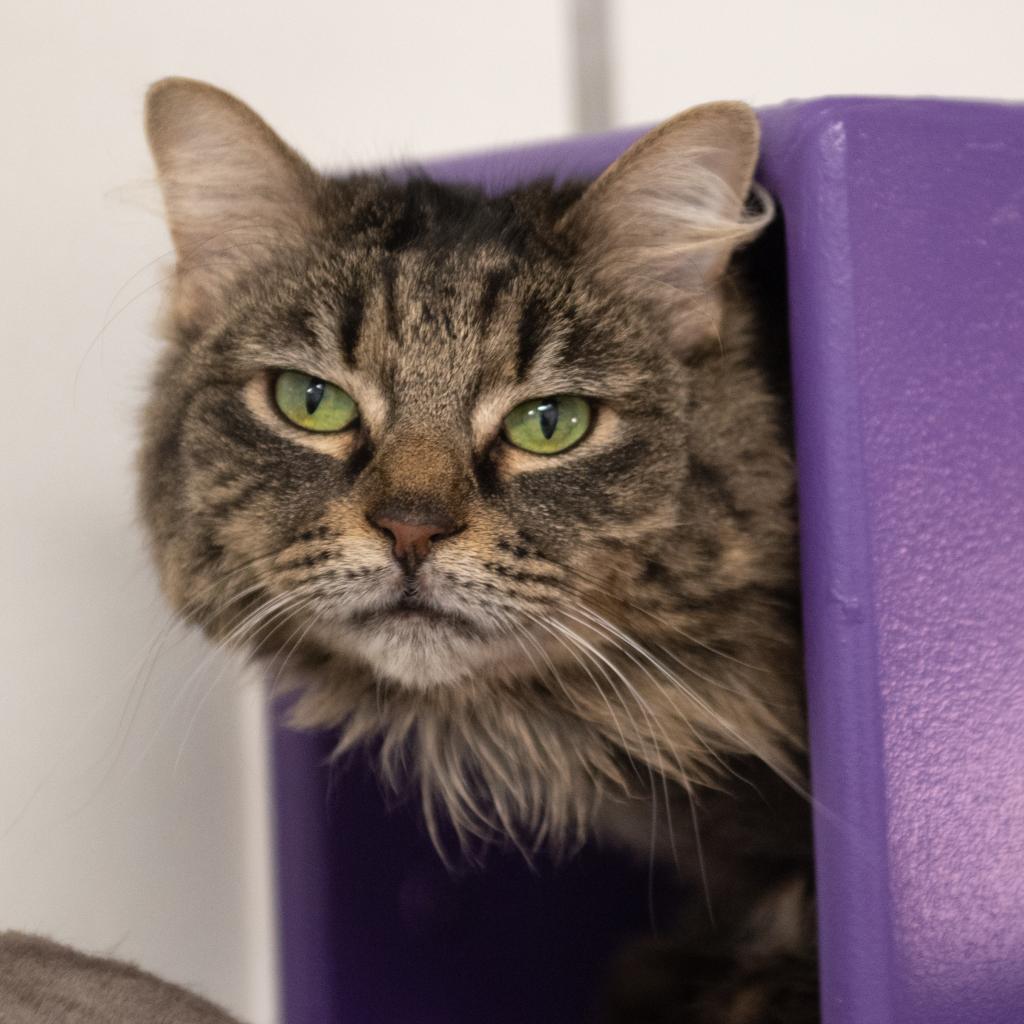 Galaxy, an adoptable Domestic Long Hair in Kanab, UT, 84741 | Photo Image 3