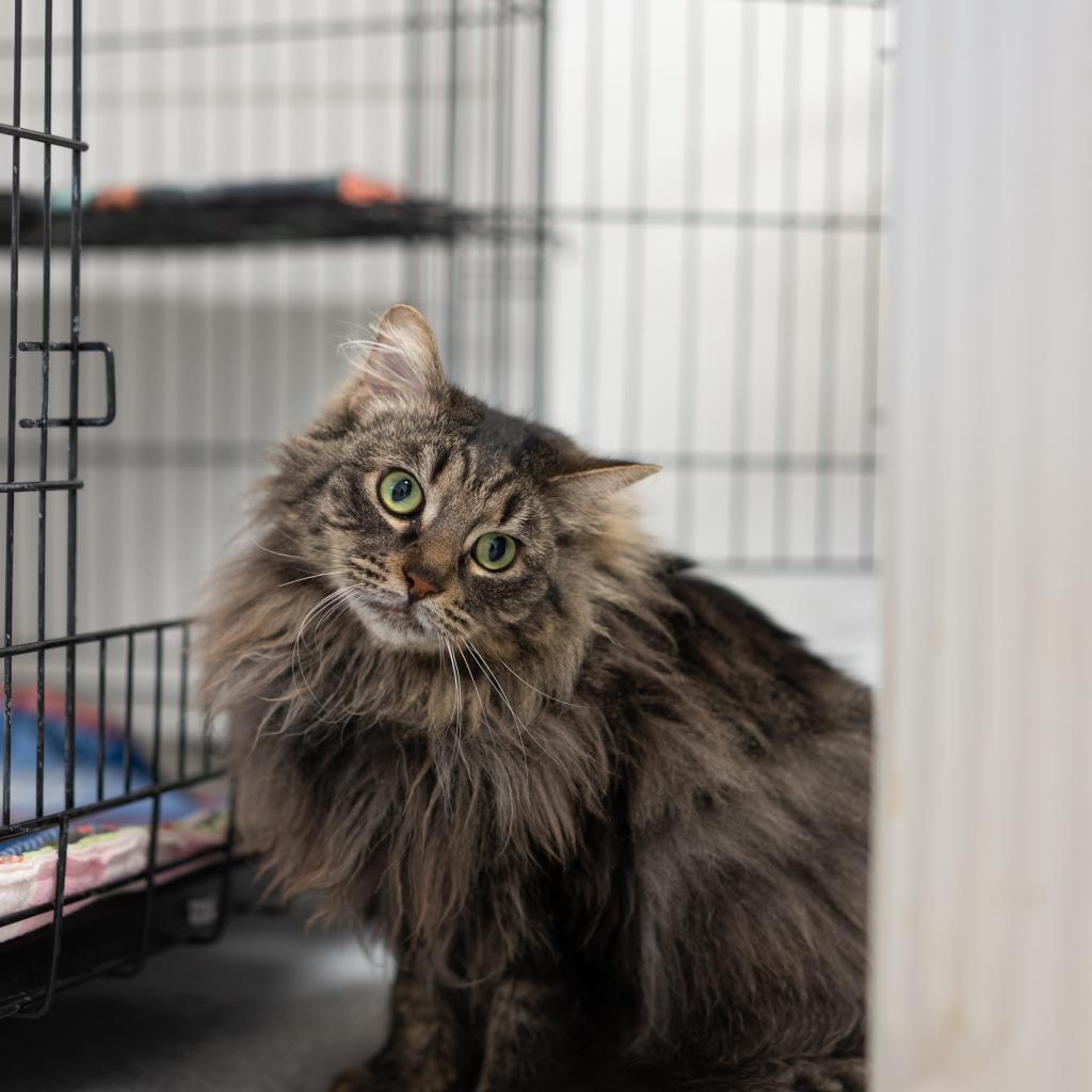 Galaxy, an adoptable Domestic Long Hair in Kanab, UT, 84741 | Photo Image 4