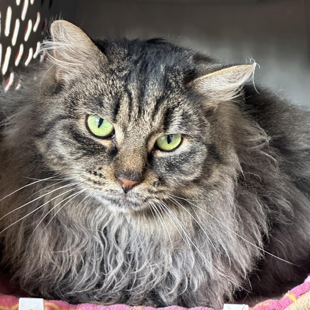 Galaxy, an adoptable Domestic Long Hair in Kanab, UT, 84741 | Photo Image 5