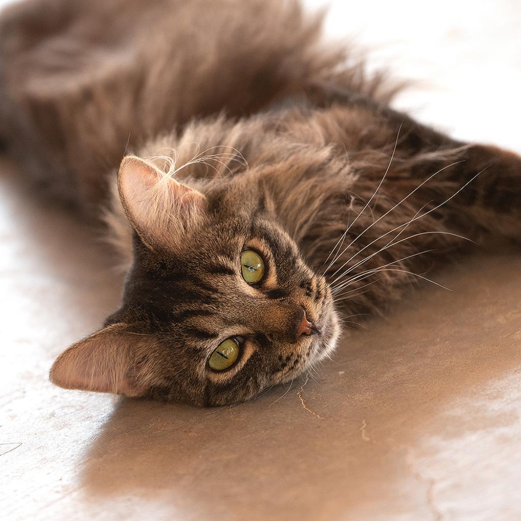 Galaxy, an adoptable Domestic Long Hair in Kanab, UT, 84741 | Photo Image 6