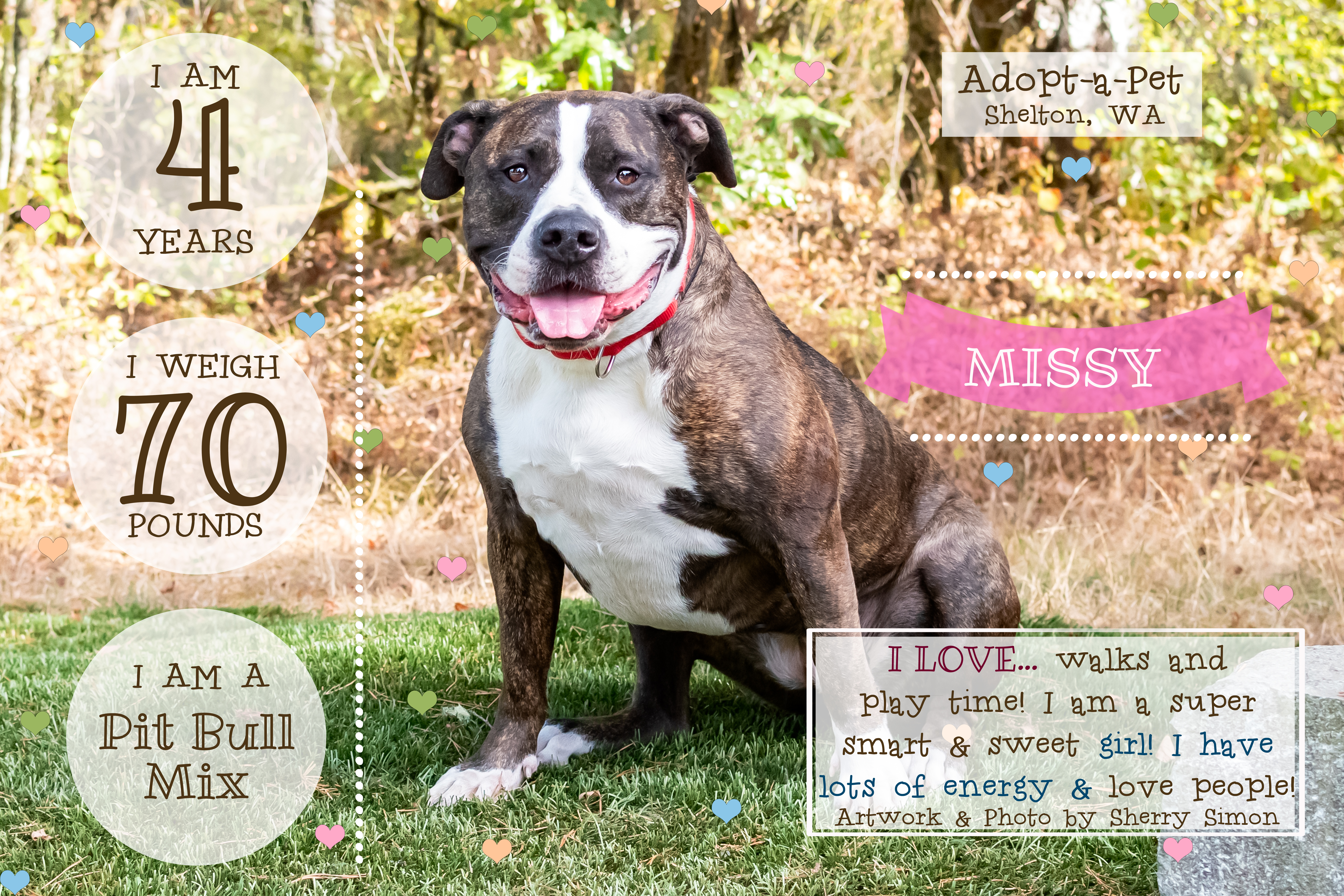 MISSY, an adoptable Pit Bull Terrier in Shelton, WA, 98584 | Photo Image 1