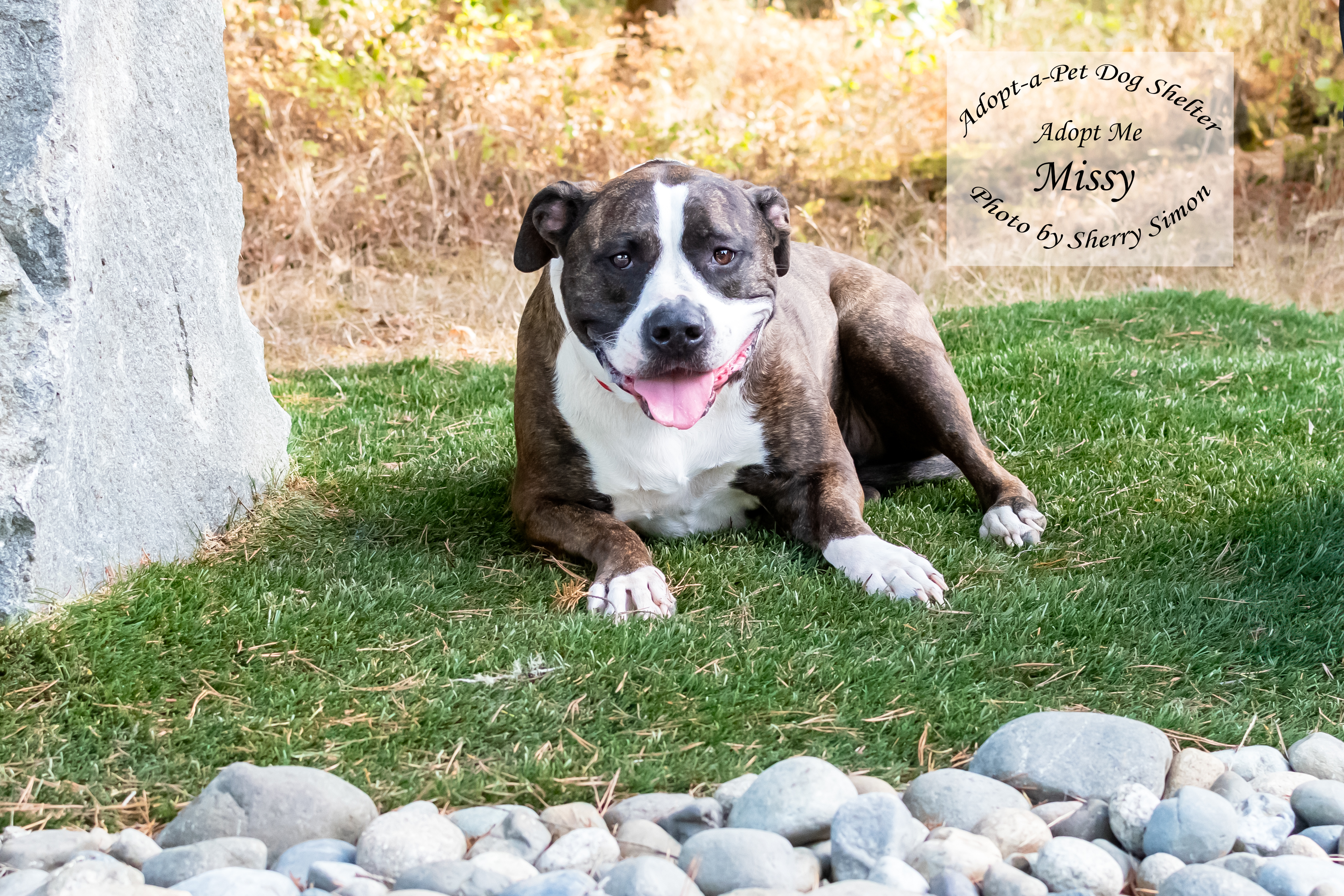 MISSY, an adoptable Pit Bull Terrier in Shelton, WA, 98584 | Photo Image 2