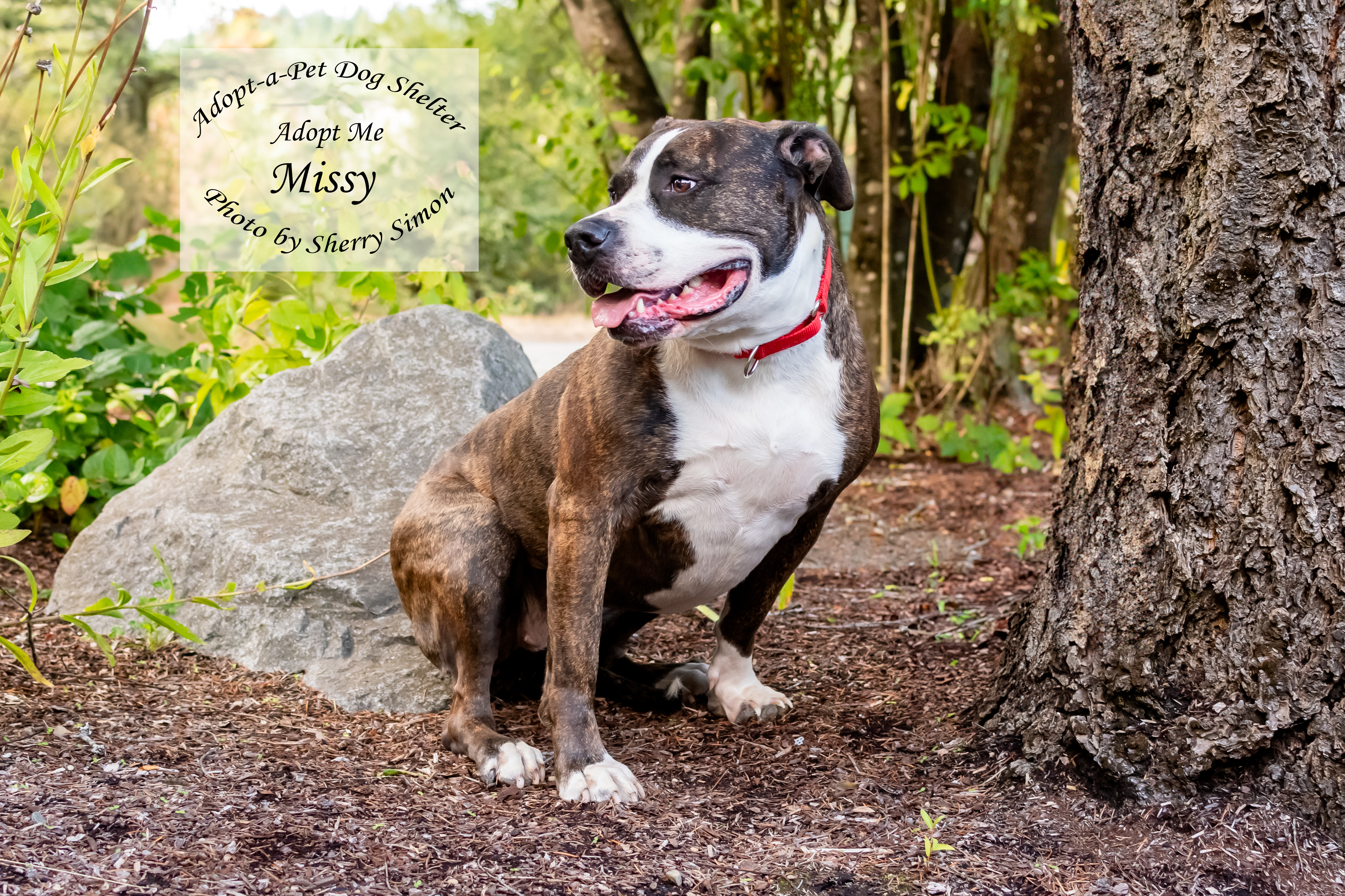 MISSY, an adoptable Pit Bull Terrier in Shelton, WA, 98584 | Photo Image 3